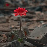 Gencatan Senjata di Gaza Terkikis, Serangan Terbaru Tewaskan 24 Warga Sipil